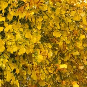 Meet your Posher, Connie